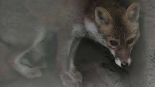 Red Fox (Inokashira Park Zoo, Tokyo, Japan) September 23, 2017