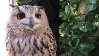 Western siberian eagle-owl