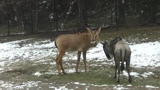 Blinded gnu & Roan antelope (Himeji Central Park, Hyogo, Japan) February 11, 2019