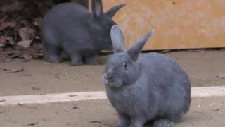Rabbit (Fukuchiyama City Zoo, Kyoto, Japan) November 24, 2019