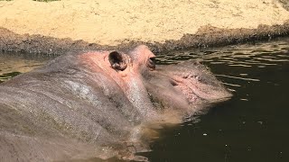 Hippopotamus (Oji Zoo, Hyogo, Japan) August 4, 2020