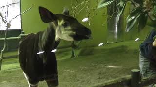 Okapi Keepers talk (Yokohama Zoological Gardens 