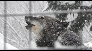 シンリンオオカミの遠吠え (旭山動物園) 2018年2月11日