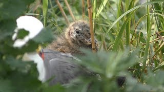 Baby Slaty-backed gull Chick (Teuri island, Hokkaido, Japan) June 22, 2019