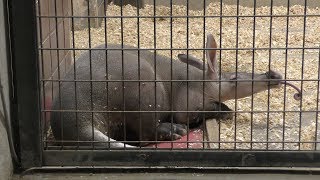 Aardvark (Ueno Zoological Gardens, Tokyo, Japan) December 9, 2017
