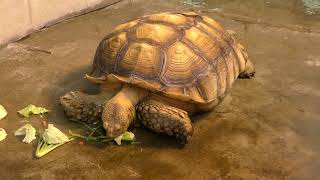 African spurred tortoise (YAGIYAMA ZOOLOGICAL PARK, Miyagi, Japan) January 20, 2018