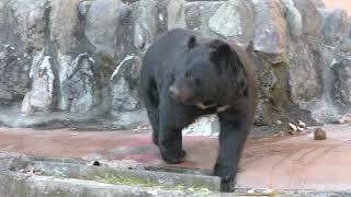 Asian black bear (Tama Zoological Park, Tokyo, Japan) January 18, 2019