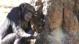 人工アリ塚から蜜を舐めるチンパンジー (多摩動物公園) 2017年11月12日