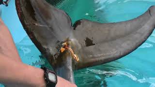 Dolphin (Port of Nagoya Public Aquarium, Aichi, Japan) July 23, 2021