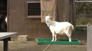 Goat (Country Farm Tokyo German Village, Chiba, Japan) December 10, 2018