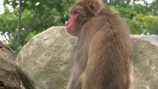 Japanese macaque (Tokiwa Zoo, Yamaguchi, Japan) May 19, 2018