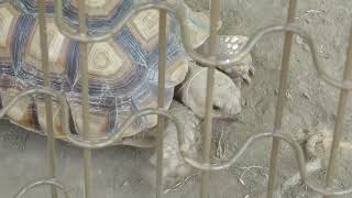 African spurred tortoise (Urayasu Traffic Park, Chiba, Japan) August 4, 2023