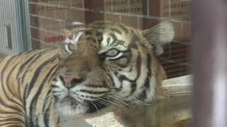 Sumatran tiger (Higashiyama Zoo and Botanical Gardens, Aichi, Japan) July 22, 2021