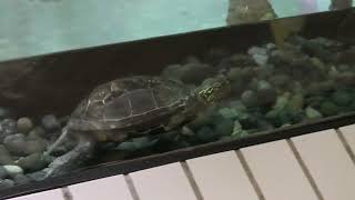 Chinese three-keeled pond turtle (Higashiyama Zoo and Botanical Gardens, Aichi, Japan) July 22, 2021