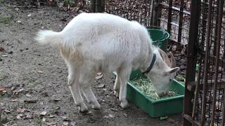 Goat (Atagoyama Park Animal plaza, Shimane, Japan) November 30, 2019
