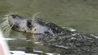 Spotted Seal (Nasu Animal Kingdom, Tochigi, Japan) September 14, 2020