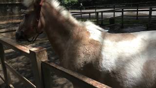 ウェルシュマウンテンポニー　Welsh mountain pony