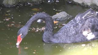 Black Swan (Izu Shaboten Zoo, Shizuoka, Japan) April 22, 2018