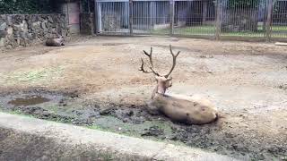 Pere David's deer (Tama Zoological Park, Tokyo, Japan) August 27, 2017