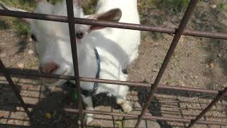 Goat (Koriyama Ishimushiro Freai Farm, Fukushima, Japan) August 4, 2019