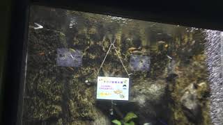 中米の魚 (さいたま水族館) 2018年12月9日