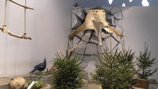 Victoria crowned-pigeon (NIFREL, Osaka, Japan) December 18, 2018