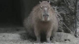 Capybara (Higashiyama Zoo and Botanical Gardens, Aichi, Japan) November 18, 2017