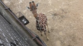 Reticulated giraffe (Himeji Central Park, Hyogo, Japan) February 11, 2019