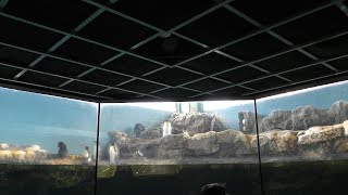 ペンギン水槽 (箱根園水族館) 2018年10月28日