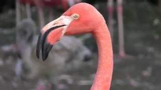 American flamingo