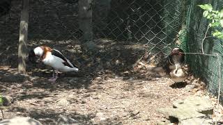 Common Shelduck & Mandarin duck (Kumamoto Zoo, Kumamoto, Japan) April 18, 2019