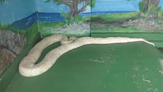 アルビノの ビルマニシキヘビ と ボアコンストリクター (おきなわワールド・ハブ博物公園) 2019年5月13日