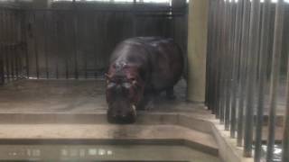 Hippopotamus (Toyohashi Zoo and Botanical Park, Aichi, Japan) August 5, 2017
