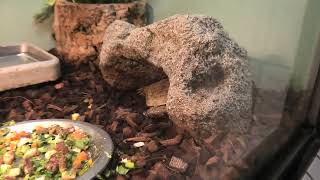 African pancake tortoise (Higashiyama Zoo and Botanical Gardens, Aichi, Japan) July 22, 2021