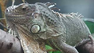 Green iguana (Urayasu Traffic Park, Chiba, Japan) August 4, 2023