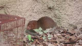 コビトマングース (天王寺動物園) 2021年10月19日
