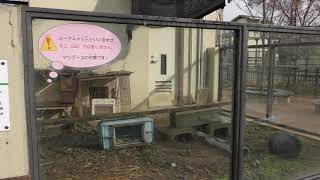 ミーアキャット の『チック』と『タック』 (京都市動物園) 2019年1月26日