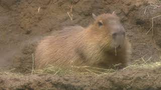 Capybara (Osaka Aquarium KAIYUKAN, Osaka, Japan) November 4, 2017