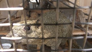 Taiwan squirrels (Forest and Squirrel Amusement Park Marchen-Mura, Saga, Japan) April 20, 2019