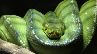 ミドリニシキヘビ　Green tree python