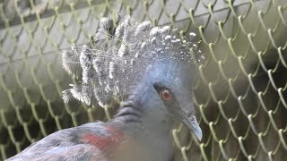 Victoria crowned-pigeon (Saitama Children's Zoo, Saitama, Japan) September 15, 2020