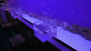 ふれあい水槽 (浜名湖体験学習施設ウォット) 2022年7月30日