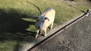 Goat (YAMA-JIGOKU, Oita, Japan) December 4, 2019
