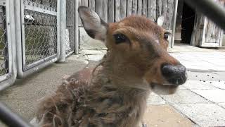 Sika deer yakushimae (Hakodate Park, Hokkaido, Japan) August 9, 2019