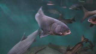揚子江の魚Ⅱ (世界淡水魚園水族館 アクア・トト ぎふ) 2019年1月25日