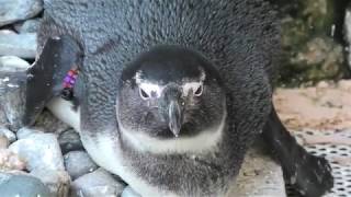 African penguin (ADVENTURE WORLD, Wakayama, Japan) January 18, 2020