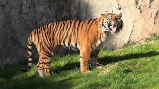 Sumatran tiger (MISAKI KOEN Amusement Park, Osaka, Japan) January 19, 2020