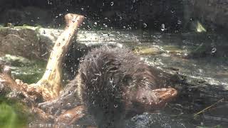 Eurasian otter (Aquamrine Fukushima, Fukushima, Japan) August 3, 2019