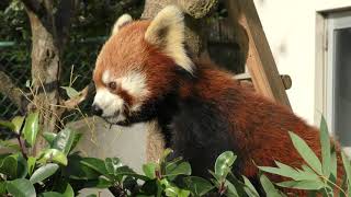 レッサーパンダ の『ムータン』と『ティアラ』 (鯖江市西山動物園) 2019年11月1日