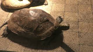 Japanese pond turtle (Kasumigaura City Aquarium, Ibaraki, Japan) December 2, 2017